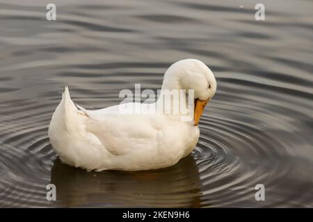 Eine Nahaufnahme einer weißen Ente, die im Wasser schwimmt Stockfoto