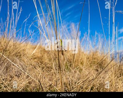 Heuschrecke auf einem Grashalm Stockfoto