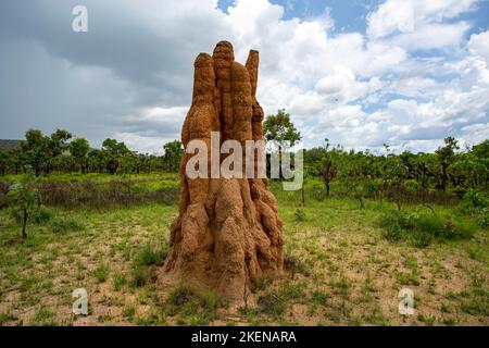 Litchfield Cathedral Termite (Nasutitermes triodiae) Mounds, erbaut in offenen Savannenwäldern Stockfoto