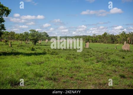 Litchfield Magnetic Termite (Amitermes meridionalis) Mounds, enorme magnetische Kompasse mit dünnen Kanten, die nach Nord-Süd zeigen Stockfoto