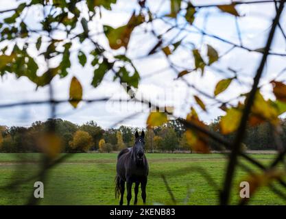 Porträt eines schwarzen Pferdes, das im Herbstfeld läuft, Pferd, schwarzes Pferd Stockfoto