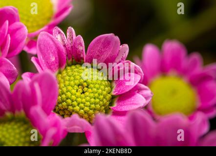 Rote und gelb-orange Chrysanthemen auf einem verschwommenen Hintergrund Nahaufnahme. Schöne, helle Chrysanthemen blühen im Herbst im Garten. Makro Stockfoto