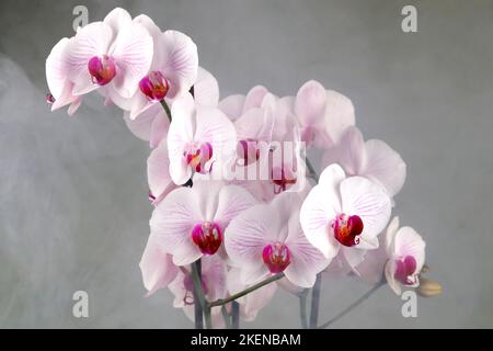 Eine prächtige weiße und rote Orchidee in einem Blumentopf auf einem grauen und nebligen Hintergrund Stockfoto