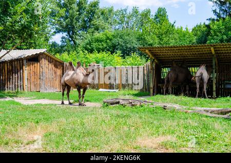 Profil eines Kamels (Camelus bactrianus) mit Blick aus seinem Zoo-Gehege. Kiew Stockfoto