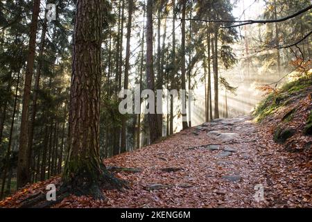 Herbstlicher Pfad mit heruntergefallenen Leseblättern im Nadelbaum- und Buchenwald durchdringen die Sonnenstrahlen die Bäume Stockfoto