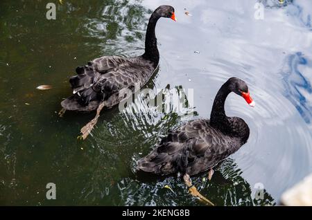 Zwei schwarze Schwäne auf der Oberfläche des Sees aus der Nähe. Schwäne schwimmen im grünlichen Wasser. Kiewer Zoo Stockfoto