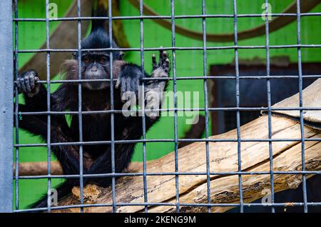 Nahaufnahme eines Affen in einem Käfig in einem Kiewer Zoo Stockfoto