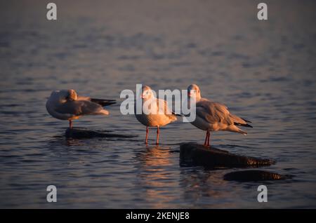 Porträt einer Möwe. Vogel an der polnischen Küste in Gdynia. Stockfoto