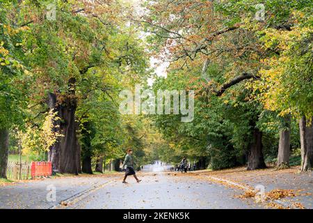 Herbstfarben in Greenwich Park London England Stockfoto