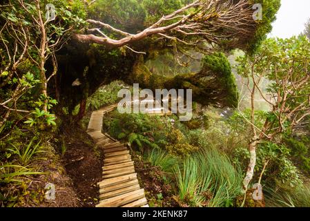 Pouakai Track durch den Urwald, Mt. Taranaki, Neuseeland Stockfoto