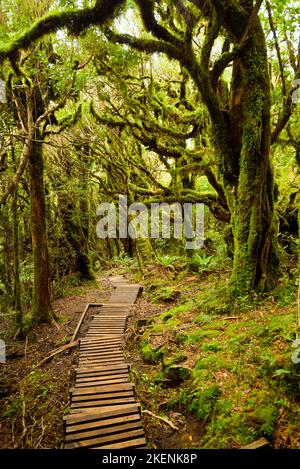 Pouakai Track durch den Urwald, Mt. Taranaki, Neuseeland Stockfoto