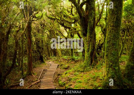 Pouakai Track durch den Urwald, Mt. Taranaki, Neuseeland Stockfoto