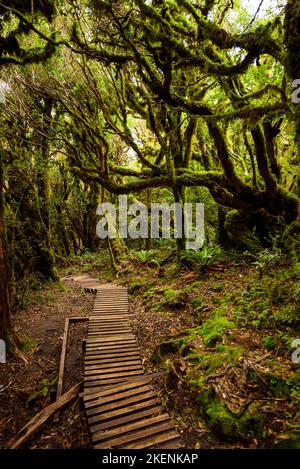 Pouakai Track durch den Urwald, Mt. Taranaki, Neuseeland Stockfoto