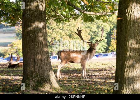 Wild Deer (d .Dama) mit ausgewachsenen Geweihen, die im Schatten unter zwei großen Bäumen in Kent Country Side England UK stehen Stockfoto