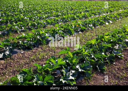 Junge Zucchini-Pflanzen wachsen auf Ackerland Stockfoto