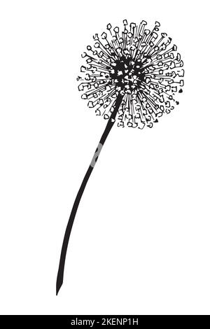 Dandelionenblume. Vektor handgezeichnete Illustration auf flauschige Pflanze im Umriss-Stil. Botanische Zeichnung für Grußkarten oder Visitenkarten in weißen und schwarzen Farben auf isoliertem Hintergrund. Doodle-Skizze. Stock Vektor