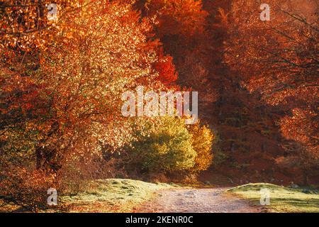 Farbenfrohes Herbstlaub Parco Nazionale Abruzzen Italien Stockfoto