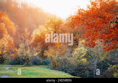 Farbenfrohes Herbstlaub Parco Nazionale Abruzzen Italien Stockfoto