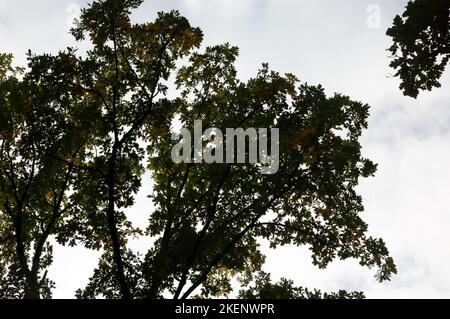 Frühherbst Hintergrund: Bäume mit Herbstblättern gegen den Himmel Stockfoto