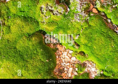 Nahaufnahme Naturansicht von grünen Blättern und Palmen Hintergrund. Flach liegend, dunkles Naturkonzept, tropisches Blatt. Stockfoto