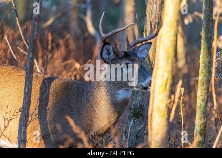 Weißschwanzhirsch (Odocoileus virginianus) im Herbst Stockfoto