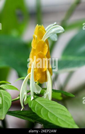 Schöne Blumen die Lutscher Pflanze in Natur Hintergrund Stockfoto