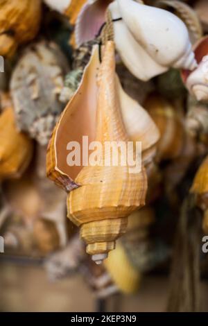 Verschiedene Arten von kleinen bunten Muscheln Stockfoto