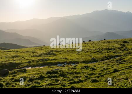 Highland Cattle grasen auf Moor in der Abendsonne Stockfoto