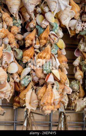 Verschiedene Arten von kleinen bunten Muscheln Stockfoto