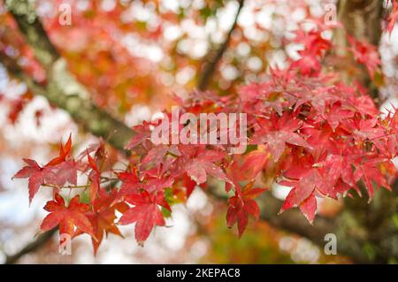 Rotes und goldenes Herbstlaub auf einem japanischen Ahornbaum in Arashiyama – Kyoto, Japan Stockfoto