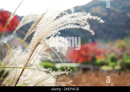 Halme aus silbernem Pampagras; rote Ahornbäume und die Hügel von Arashiyama in der Ferne – Kyoto, Japan Stockfoto