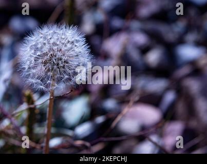 Zarte, flauschige Dandelionkugel in Nahaufnahme mit Tau-Tropfen auf weißem Blümchen am Straßenrand im Glacier National Park, Montana, USA. Speicherplatz kopieren Stockfoto