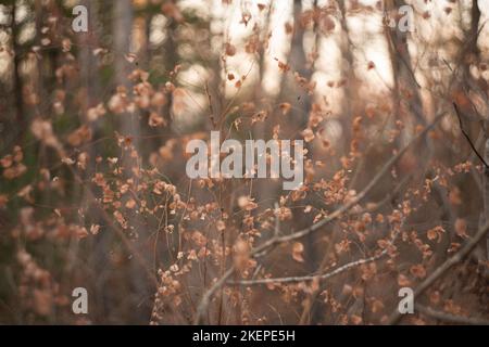 Defokussiert Ansicht von getrockneten Wildblumen und Gras, mit Linsen Fackeln vor verschwommenem Himmel Hintergrund von helios Linse . Hochwertige Fotos Stockfoto