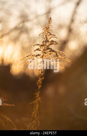 Defokussiert Ansicht von getrockneten Wildblumen und Gras, mit Linsen Fackeln vor verschwommenem Himmel Hintergrund von helios Linse . Hochwertige Fotos Stockfoto