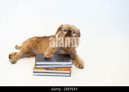 Nette Hunderasse Brüssel Griffon liest ein Buch auf weißem Hintergrund. Hochwertige Fotos Stockfoto