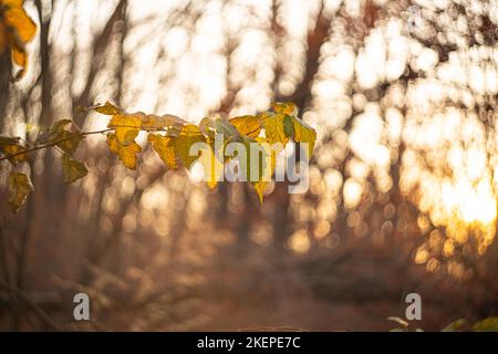 Defokussiert Ansicht von getrockneten Wildblumen und Gras, mit Linsen Fackeln vor verschwommenem Himmel Hintergrund von helios Linse . Hochwertige Fotos Stockfoto