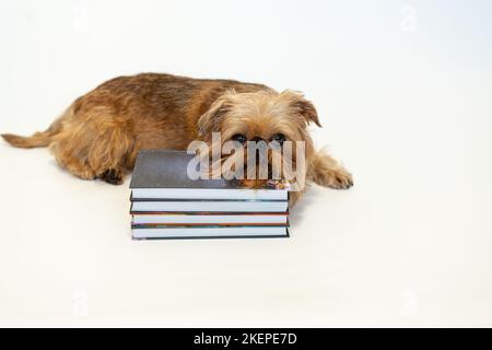 Nette Hunderasse Brüssel Griffon liest ein Buch auf weißem Hintergrund. Hochwertige Fotos Stockfoto