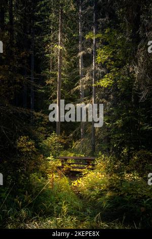 Ein alter Picknicktisch, der zwischen den Bäumen im Wald sitzt und das Sonnenlicht herabstrahlt Stockfoto