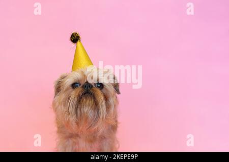 Brüsseler Griffon-Hund, der einen Geburtstag oder Karneval mit einem Partyhut feiert. Isoliert auf einem rosa Hintergrund. Hochwertige Fotos Stockfoto