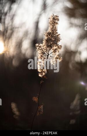 Defokussiert Ansicht von getrockneten Wildblumen und Gras, mit Linsen Fackeln vor verschwommenem Himmel Hintergrund von helios Linse . Hochwertige Fotos Stockfoto