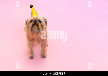 Brüsseler Griffon-Hund, der einen Geburtstag oder Karneval mit einem Partyhut feiert. Isoliert auf einem rosa Hintergrund. Hochwertige Fotos Stockfoto