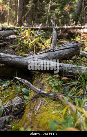 Gefallene Baumstämme unter den Herbstbeeren im Kootenay National Park Stockfoto