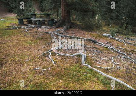Eine Weitwinkelaufnahme einer riesigen Wurzel, die über den Boden ragt, mit vielen Ästen einer alten Kiefer in einem defokussierten Hintergrund mit einer Gruppe von Holz Stockfoto