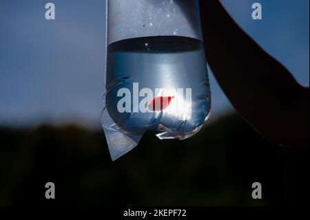 Goldfisch in einer Plastiktüte. Fisch aus dem Tiergeschäft. Stockfoto