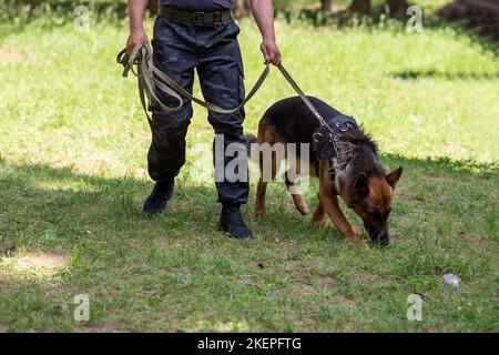 Shepherd sucht nach einer Bombe, trainiert mit Kisten im Wald. Stockfoto