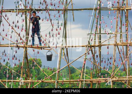 Asiatischer Mann bei der Arbeit auf Bambusgerüst, bereitet sich auf das Nakhon Phanom Boat Festival in Thailand vor. Stockfoto