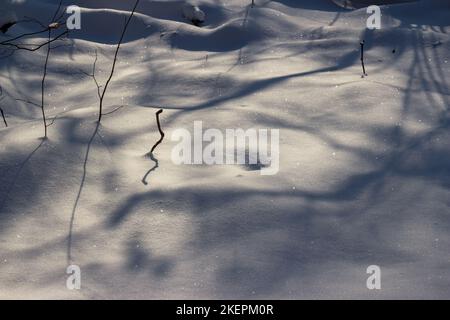 Im Frost glitzernder Schnee fiel in den Wald, ein Blick auf die schneebedeckte Natur Stockfoto