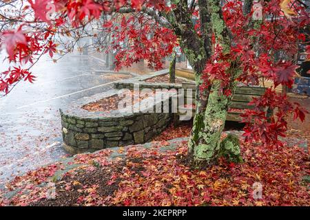 Farbenfrohe japanische Ahornblätter bedecken an einem nebligen Herbstmorgen eine Bank in der Innenstadt und einen gemauerten Bürgersteig auf der Main Street in Highlands, North Carolina. (USA) Stockfoto