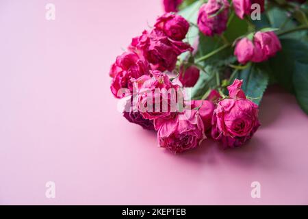 Zweig der trockenen Rosen auf dem Hintergrund der Rosenfarbe. Stockfoto