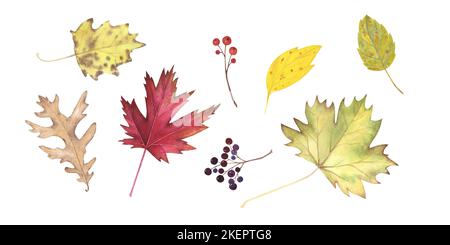 Set Herbst gelbe Blätter Ahorn, Eiche, Pappel und Beeren Aquarell isoliert auf weißem Hintergrund. Thanksgiving und halloween handgezeichnete Illustration. A Stockfoto